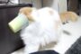 【動物】2018-05-26のランキング