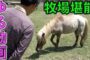 【動物】2018-05-29のランキング