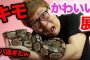 【動物】2018-06-20のランキング