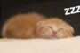 【動物】2018-08-15のランキング