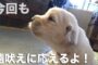 【動物】2018-10-11のランキング