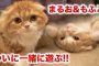 【動物】2018-11-05のランキング