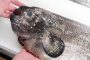 【動物】2019-04-23のランキング