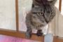 【動物】2019-04-25のランキング