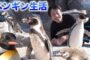 【動物】2020-02-26のランキング