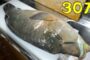 【動物】2020-05-12のランキング