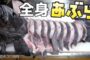 【動物】2020-08-21のランキング