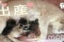 【動物】2017-06-14のランキング