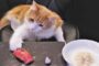 【動物】2017-07-28のランキング
