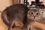 【動物】2017-09-24のランキング