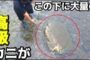 【ハウツー】2017-10-30のランキング
