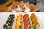 【動物】2018-04-19のランキング